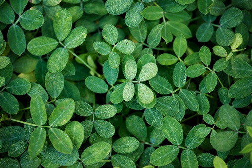 Moringa Leaves