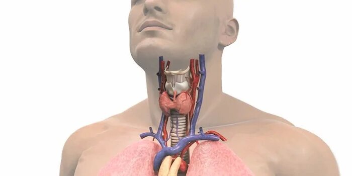 Ayurvedic Treatment for thyroid in Accra