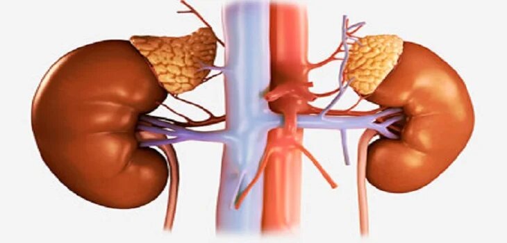 Ayurvedic Treatment for Chronic Renal Failure in As-Salimiyah