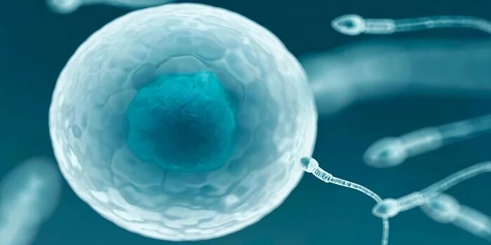Ayurvedic Treatment for Infertility in Ernakulam