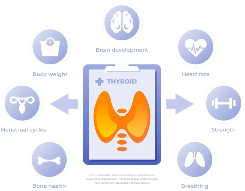 What is Thyroid?